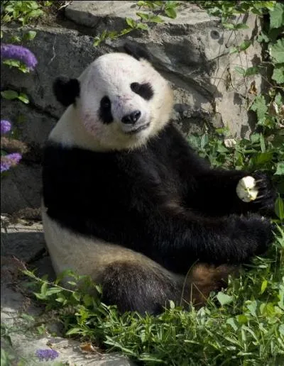 Bambou - Dans tes silences se dessinent ... Alain Chamfort !