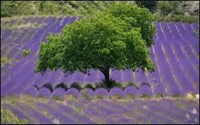 Quelle est sa superficie ?