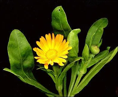 Quelle est cette fleur ?