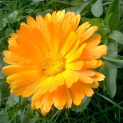 Reconnaissez-vous cette fleur ?