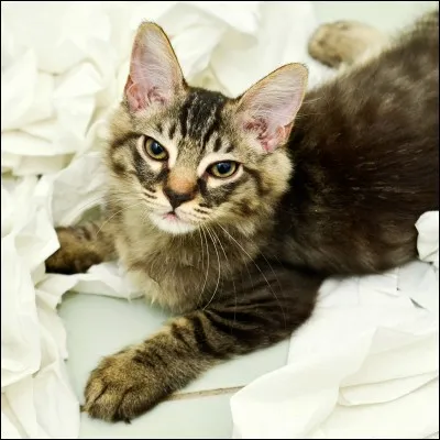 Comment s'appelle le chat ?