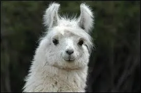 Comment s'appelle cet animal ?