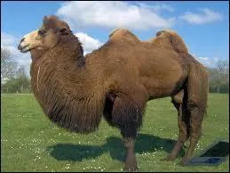 Comment s'appelle cet animal ?