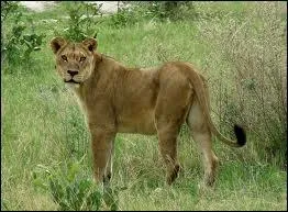 Comment s'appelle cet animal ?