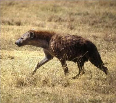 Comment s'appelle cet animal ?