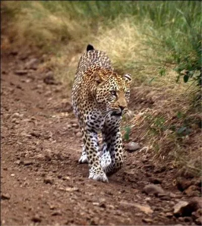 Comment s'appelle cet animal ?