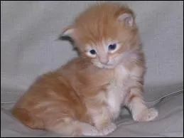 Comment s'appelle cet animal ?