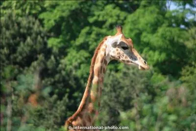 Comment s'appelle cet animal ?