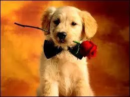 Comment s'appelle cet animal ?