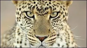 Comment s'appelle cet animal ?