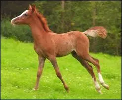 Comment s'appelle cet animal ?