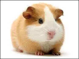 Comment s'appelle cet animal ?