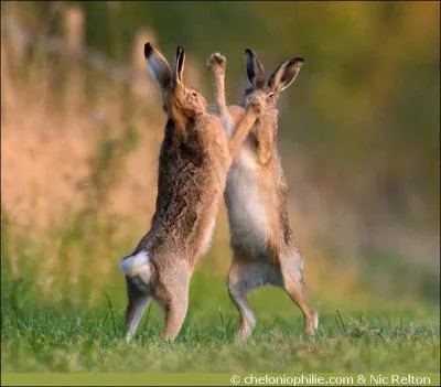 Pour faire un livre  la royale, il faut faire mariner la chair pendant 10 H dans du vin rouge avec chalotes et aromates.