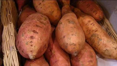 Josphine de Beauharnais aimait tellement les patates douces qu'elle en fit pousser dans son jardin de la Malmaison.