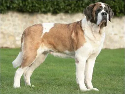 Le chien de race Saint-Bernard a un temprament cabochard.