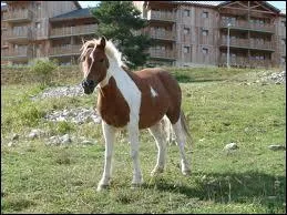 Quelle est la robe de ce poney ?