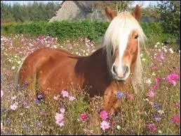 Quelle est la race de ce poney ?