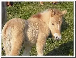 Quelle est la robe de ce poulain ?