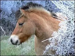 Quelles sont les robes possibles des fjords ?