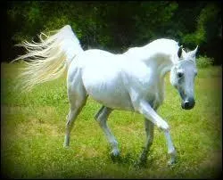 Ce cheval est de quelle robe ?