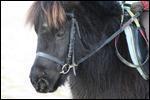 Quiz Poneys