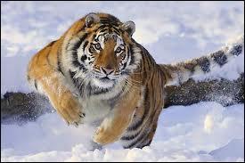 Le tigre de Sibrie est la plus massive sous-espce du tigre. Quel poids certains spcimen peuvent-ils atteindre ?