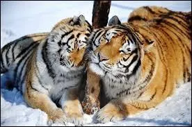 Il peuvent se reproduire durant toute l'anne. Cependant, les tigres de Sibrie atteignent un  pic  des accouplements durant la priode allant de :