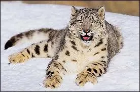 L'once ou lopard des neiges est aussi connu sous une autre appellation. Laquelle est-ce ?