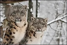 Dans laquelle de ces rgions du monde ne trouve-t-on pas l'once ?