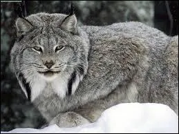 Le lynx du Canada connait plusieurs appellations. Parmi les propositions, laquelle lui est affilie ?
