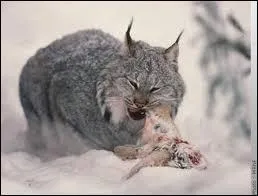 Confront a de frquents dplacements dans la neige paisse, quelle particularit permet au lynx du Canada d'y voluer avec plus de facilit ?