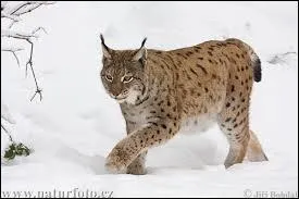 Sur lequel de ces continents ne trouve-t-on pas de lynx boral ?