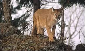 Le puma ne vit pas exclusivement dans les rgions froides. Pourtant, les spcimen d'Amrique du Nord sont bel et bien confronts aux rudesses climatiques. Appel aussi  cougar , quel autre nom lui donne-t-on ?