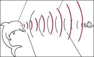 L'cholocalisation est utilise uniquement par les mammifres du type Ctacs, comme le dauphin.