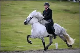 Quelle est la 4e allure que certaines races pratiquent ?