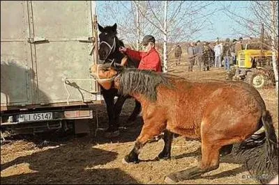 On dit d'un cheval attach qui tire sur sa longe qu'il...