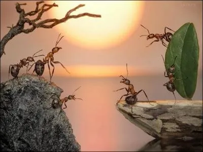 Normalement, cette image devrait faire  Tilt  pour vous aider  trouver le titre !