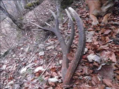 Dans ce film d'animation, il manque un attribut royal  l'un des personnages !