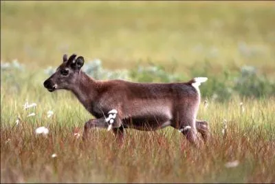 Si vous ne trouvez pas le titre de ce film d'animation, hou les cornes !