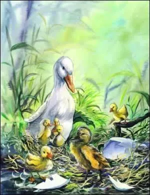 Le vilain petit canard :