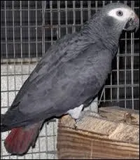 Le ... est un trouble du comportement chez les oiseaux. Ils arrachent leurs plumes ou celles de leurs congnres. C'est une maladie frquente chez les perroquets quand ils ne vivent pas en libert.