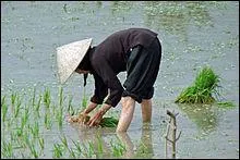 Le ... du riz en Asie est souvent fait par les femmes. C'est un travail trs pnible. Elles pataugent dans la boue et sont penches toute la journe.