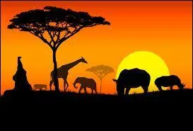 Cette vido a fait le tour du monde, dans le parc Amboseli, au Kenya, trois personnes entreprennent le sauvetage d'un jeune animal tomb dans un trou ...