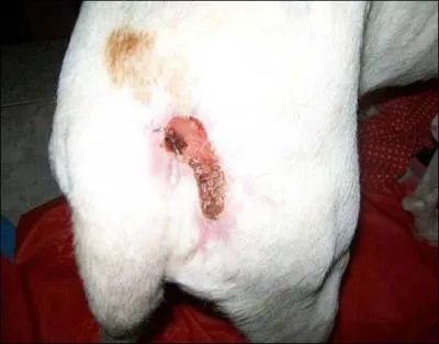 C'est le serment que tout vtrinaire doit prter, lors de son inscription au conseil de l'Ordre, le serment de ...