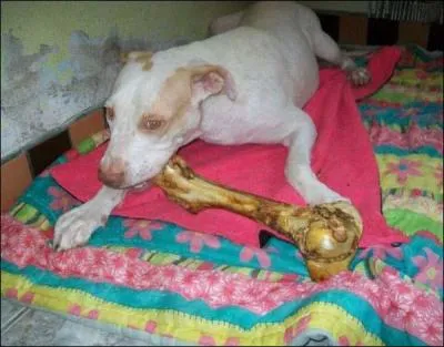 Il va beaucoup mieux, mais il est un aliment qu'il ne faut surtout pas lui donner, l'os de ...