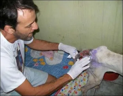 Je vous ai pargn la blessure de l'arrire-train du chien, vue de face, vraiment trop horrible, trouvez le mot !