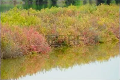 De quelle couleur est l'herbe dans un roman de Boris Vian ?