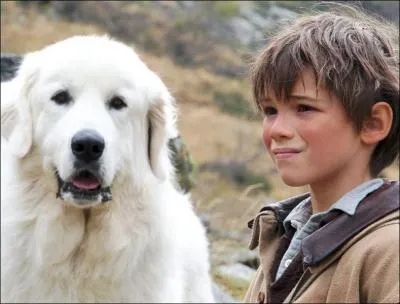 Dans le film de Nicolas Vanier  Belle et Sbastien , quelle est la race du chien ?