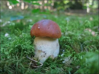 Un bolet tte de ngre peut-il avoir un chapeau blanc ?