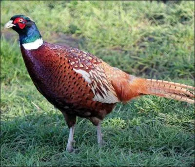 Quel est cet animal ?